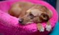 Hundebetten