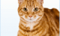 	Milben bei Katzen erkennen, behandeln u...