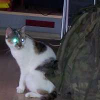 Meine Katze ist ein Alien!!!