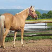 Pferde Kommunikation - Natural Horsemanship - Problem Pferde