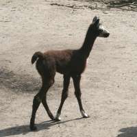 geschulte Führungen durch den Tierpark Berlin