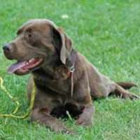 Bussgeldkatalog und Hunde