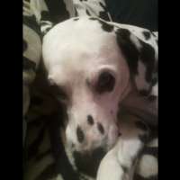 Hund oder Katze