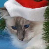 Gesundes Weihnachtsfest für tierische Hausgenossen