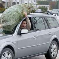 So kommt der Weihnachtsbaum sicher an