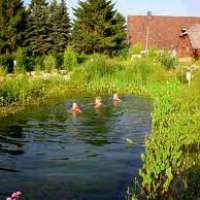 Algen im Teich?