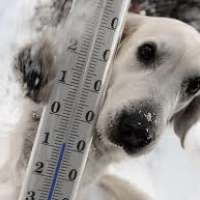 Gesunde Haustiere bei Eis und Schnee