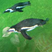 Aquajogging