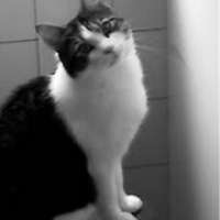 Murphy mein Kater