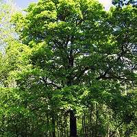 Um den Wald der Zukunft