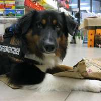 Hunde