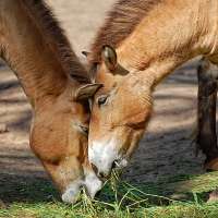  Tiermedikamente - Surftipps und Ratgeber