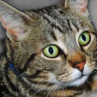 Eine neue Katze... Und jetzt?