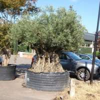 Schöne mediterrane Gartenpflanzen bringen das Urlaubsgefühl in den eigenen Garten