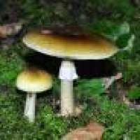 Lebenswichtiges Wissen über giftige Beeren, Pilze und Schlangen