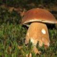 Verhexter Steinpilz mit Füssen