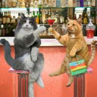 Alles für die Katze