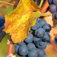 Von hier kommt der Wein