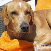 Hunde