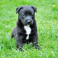 Anschaffung eines Hundes: Was muss beachtet werden?