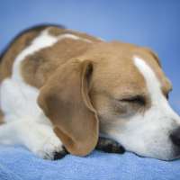 Hundeschule - Hundetraining beim Experten?