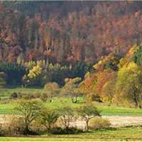 Nehmen Sie den Wald unter die Lupe