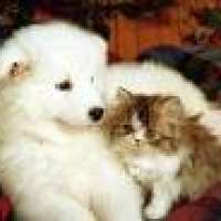 Hunde und Katzen passen doch zusammen