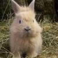 Probleme mit dem Kaninchen