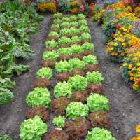 Gemüsegarten anlegen: 10 Tipps und Tricks