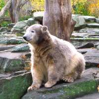 Knut - jung stirbt, wen die Götter lieben!