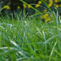 Gartenpflege: So pflegen Sie Ihren Rasen im Herbst richtig