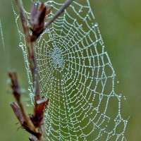 Das perfekte Mittel gegen Spinnweben