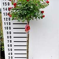 Stämmchen-Rosen - diese Mischung zwischen Ziergehölz und Gartenrose ist ideal für den Garten oder den Pflanzkübel