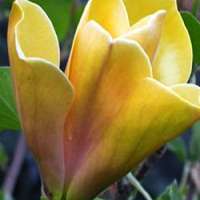 Neue Magnolien-Sorten für den Garten - tolle Ziergehölze mit außergewöhnlicher Blütenpracht
