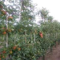 Mitte bis Ende Oktober - perfekte Pflanzzeit für Laubgehölze und Obst-Gehölze