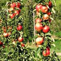 Zwerg-Obst - ideal für den kleinen Garten, den Balkon oder die Dachterrasse