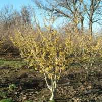 Ein wunderschöner Garten im Winter - Winterblüher sorgen für Farbe im Januar