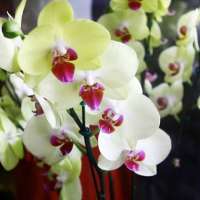 Kaufberatung Orchideen für das Zimmerfenster