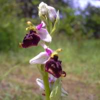 Gartenorchideen blühen pflegeleicht jahrelang auch Frauenschuhe