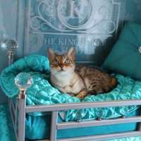 Beizeiten für die Katze ein eigenes Hotelzimmer buchen