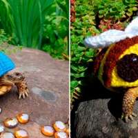 Beliebte  Feng  Shui  Glücksbringer sind  Schildkröten 