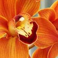 Pixabay eine kostenlose Bilderbank