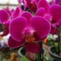 Meine tropische Orchideen-Wohnung
