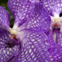 Das Prachtexemplar Orchideenkönigin Vanda am Fenster dekorativ gestalten