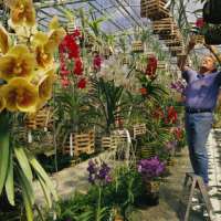 Anleitung Zimmerorchideen auf Epiphytenbäumen pflanzen