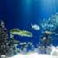 Aquarium ohne Wasser mit bunten Fischen