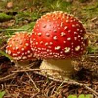 Fliegenpilz und Glücksbringer möchte ich sein