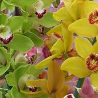 Ein tropisches Orchideenfenster einrichten dabei passieren viele Fehler