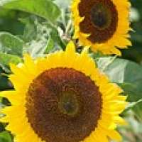 Sonnenblumenkönig-Wettbewerb mit