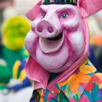Muss man ein abgebrühtes Schwein sein?
